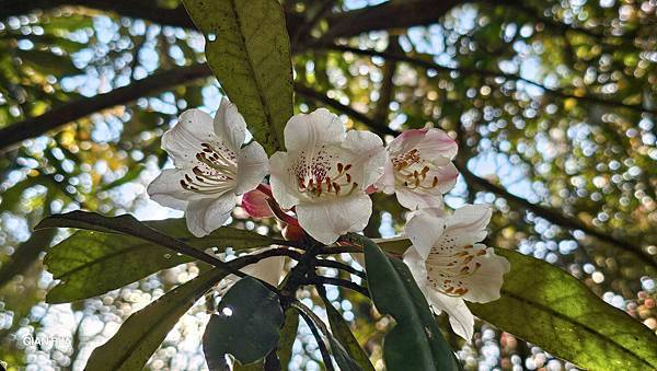 【水社大山】北陵線登山口，白石土地公O繞，挑戰日月潭最高峰-