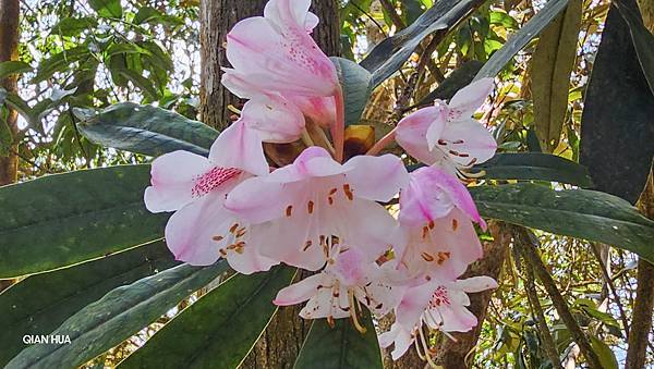 【水社大山】北陵線登山口，白石土地公O繞，挑戰日月潭最高峰-