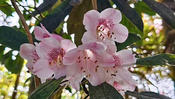 【水社大山】北陵線登山口，白石土地公O繞，挑戰日月潭最高峰-