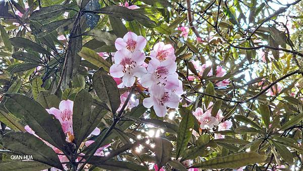 【水社大山】北陵線登山口，白石土地公O繞，挑戰日月潭最高峰-