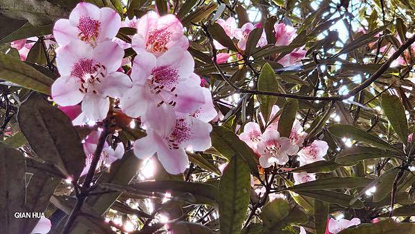 【水社大山】北陵線登山口，白石土地公O繞，挑戰日月潭最高峰-