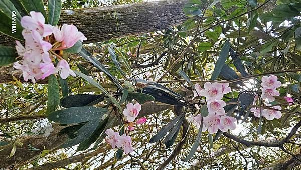 【水社大山】北陵線登山口，白石土地公O繞，挑戰日月潭最高峰-