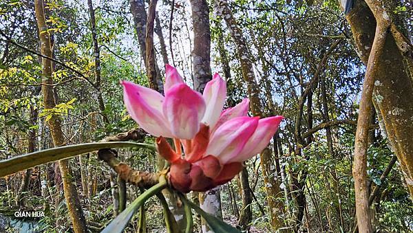 【水社大山】北陵線登山口，白石土地公O繞，挑戰日月潭最高峰-