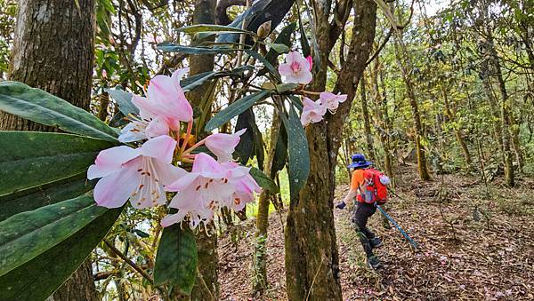 【水社大山】北陵線登山口，白石土地公O繞，挑戰日月潭最高峰-