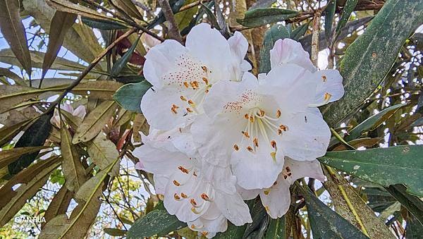 【水社大山】北陵線登山口，白石土地公O繞，挑戰日月潭最高峰-