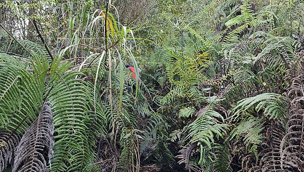 【水社大山】北陵線登山口，白石土地公O繞，挑戰日月潭最高峰-