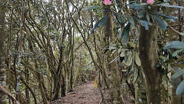 【水社大山】北陵線登山口，白石土地公O繞，挑戰日月潭最高峰-