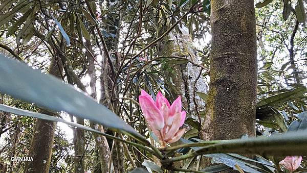 【水社大山】北陵線登山口，白石土地公O繞，挑戰日月潭最高峰-