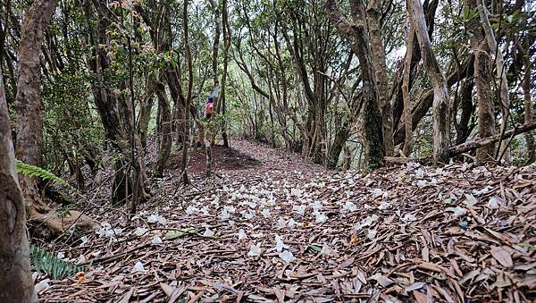 【水社大山】北陵線登山口，白石土地公O繞，挑戰日月潭最高峰-