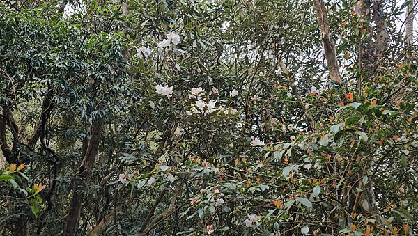 【水社大山】北陵線登山口，白石土地公O繞，挑戰日月潭最高峰-