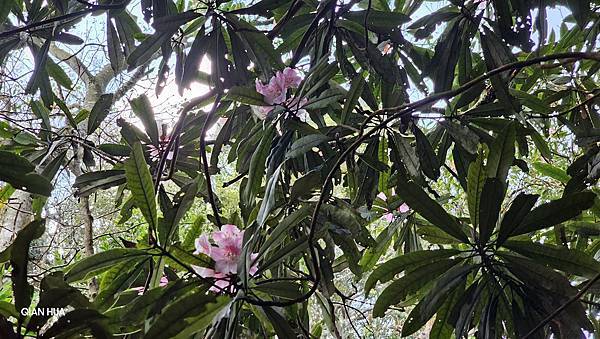 【水社大山】北陵線登山口，白石土地公O繞，挑戰日月潭最高峰-