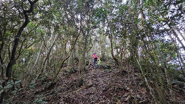 【水社大山】北陵線登山口，白石土地公O繞，挑戰日月潭最高峰-