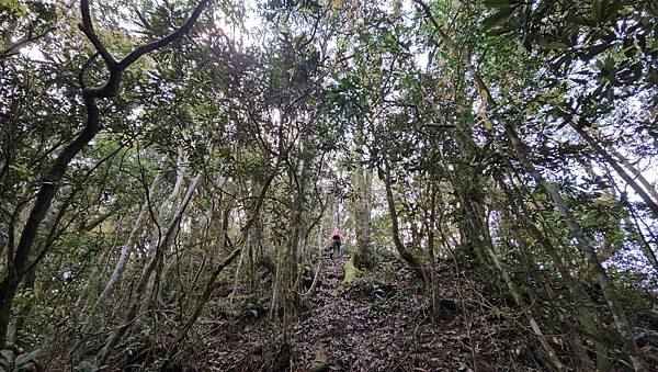 【水社大山】北陵線登山口，白石土地公O繞，挑戰日月潭最高峰-