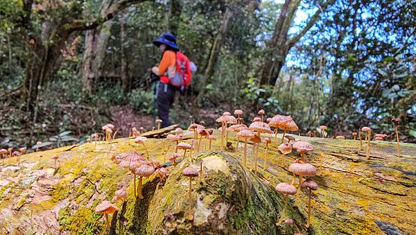 【水社大山】北陵線登山口，白石土地公O繞，挑戰日月潭最高峰-