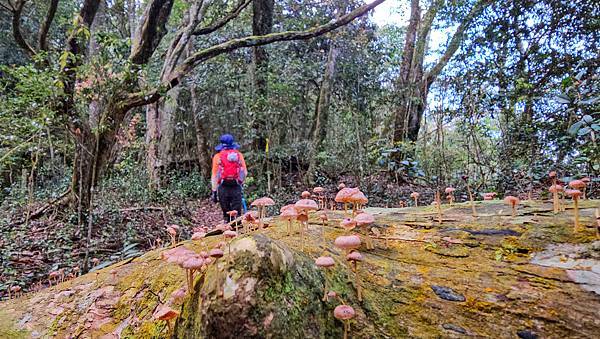 【水社大山】北陵線登山口，白石土地公O繞，挑戰日月潭最高峰-