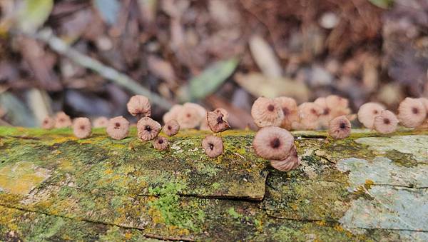 【水社大山】北陵線登山口，白石土地公O繞，挑戰日月潭最高峰-