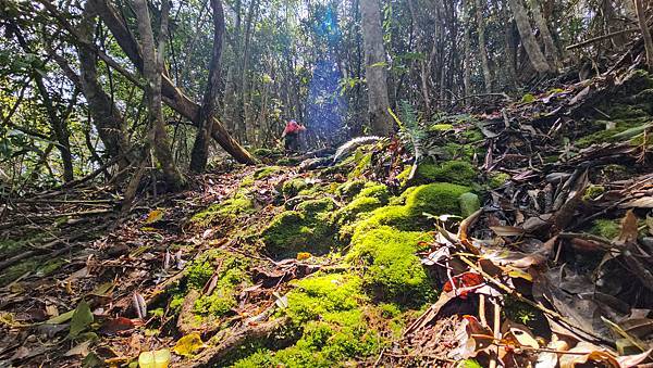 【水社大山】北陵線登山口，白石土地公O繞，挑戰日月潭最高峰-