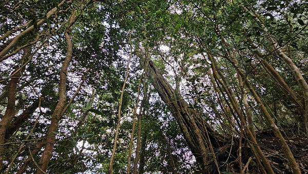 【水社大山】北陵線登山口，白石土地公O繞，挑戰日月潭最高峰-