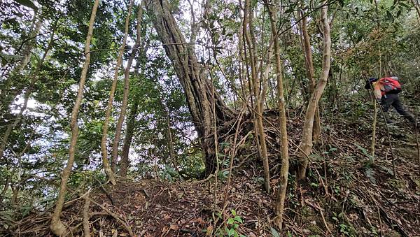 【水社大山】北陵線登山口，白石土地公O繞，挑戰日月潭最高峰-