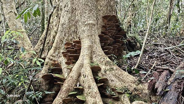 【水社大山】北陵線登山口，白石土地公O繞，挑戰日月潭最高峰-