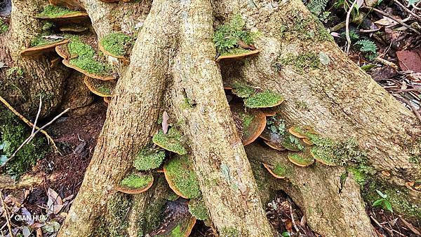 【水社大山】北陵線登山口，白石土地公O繞，挑戰日月潭最高峰-