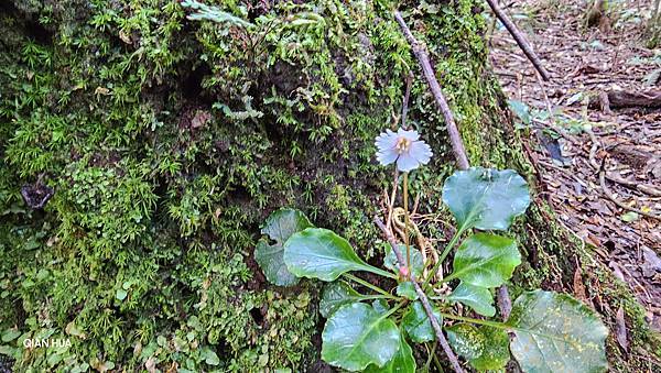 【水社大山】北陵線登山口，白石土地公O繞，挑戰日月潭最高峰-