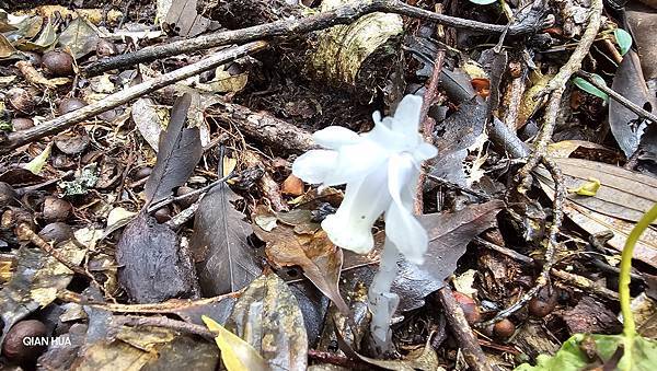 【水社大山】北陵線登山口，白石土地公O繞，挑戰日月潭最高峰-