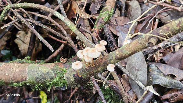 【水社大山】北陵線登山口，白石土地公O繞，挑戰日月潭最高峰-