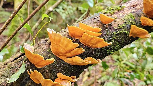 【水社大山】北陵線登山口，白石土地公O繞，挑戰日月潭最高峰-