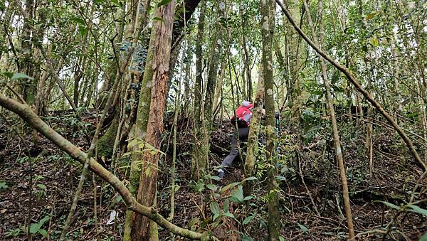 【水社大山】北陵線登山口，白石土地公O繞，挑戰日月潭最高峰-