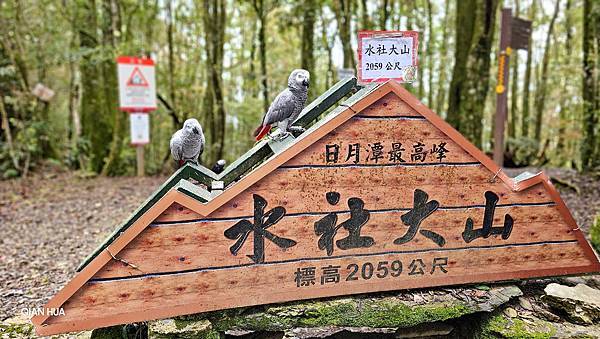 【水社大山】北陵線登山口，白石土地公O繞，挑戰日月潭最高峰-