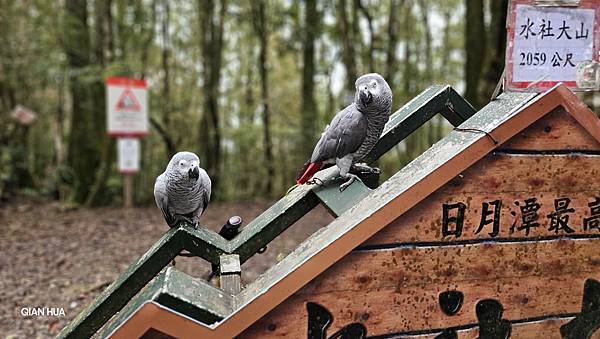 【水社大山】北陵線登山口，白石土地公O繞，挑戰日月潭最高峰-