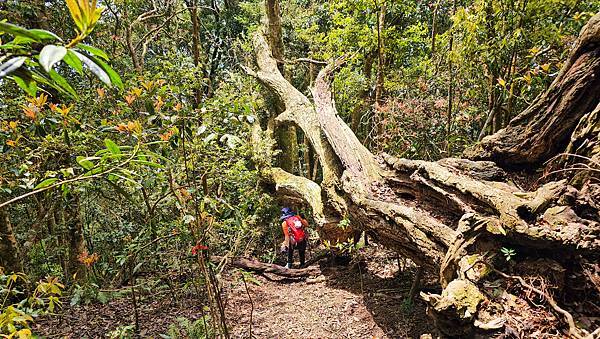 【水社大山】北陵線登山口，白石土地公O繞，挑戰日月潭最高峰-