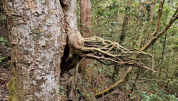 【水社大山】北陵線登山口，白石土地公O繞，挑戰日月潭最高峰-
