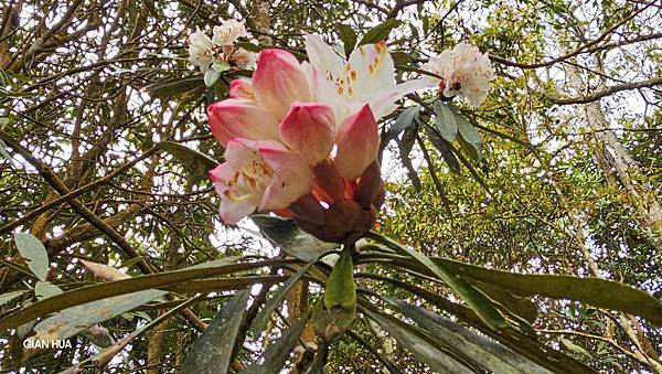 【水社大山】北陵線登山口，白石土地公O繞，挑戰日月潭最高峰-