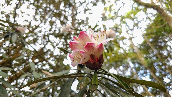 【水社大山】北陵線登山口，白石土地公O繞，挑戰日月潭最高峰-