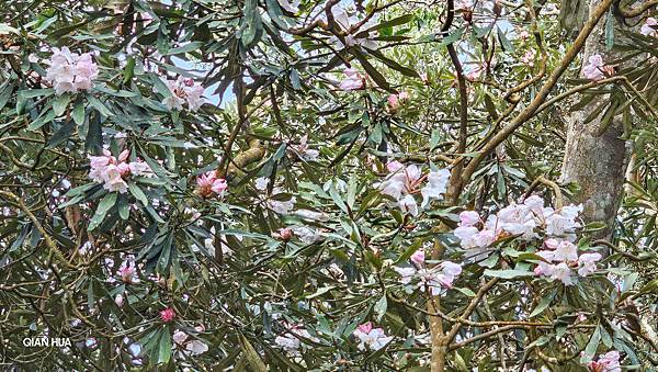 【水社大山】北陵線登山口，白石土地公O繞，挑戰日月潭最高峰-