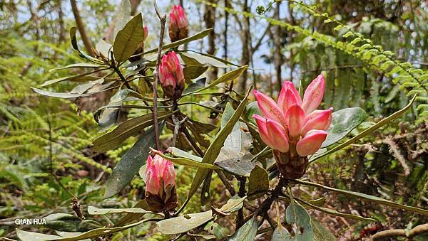 【水社大山】北陵線登山口，白石土地公O繞，挑戰日月潭最高峰-