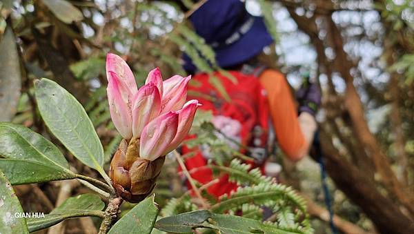 【水社大山】北陵線登山口，白石土地公O繞，挑戰日月潭最高峰-