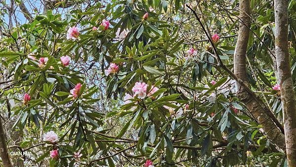 【水社大山】北陵線登山口，白石土地公O繞，挑戰日月潭最高峰-