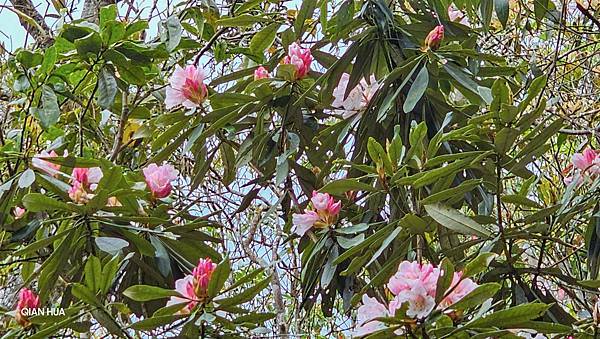 【水社大山】北陵線登山口，白石土地公O繞，挑戰日月潭最高峰-