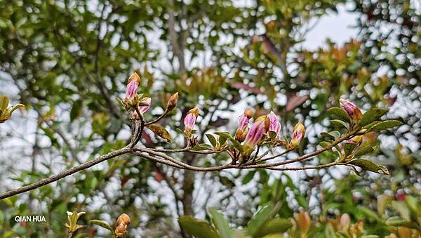 【水社大山】北陵線登山口，白石土地公O繞，挑戰日月潭最高峰-