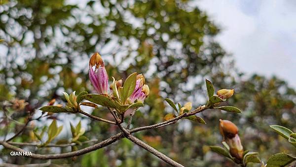 【水社大山】北陵線登山口，白石土地公O繞，挑戰日月潭最高峰-