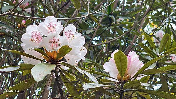 【水社大山】北陵線登山口，白石土地公O繞，挑戰日月潭最高峰-