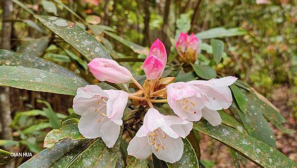 【水社大山】北陵線登山口，白石土地公O繞，挑戰日月潭最高峰-