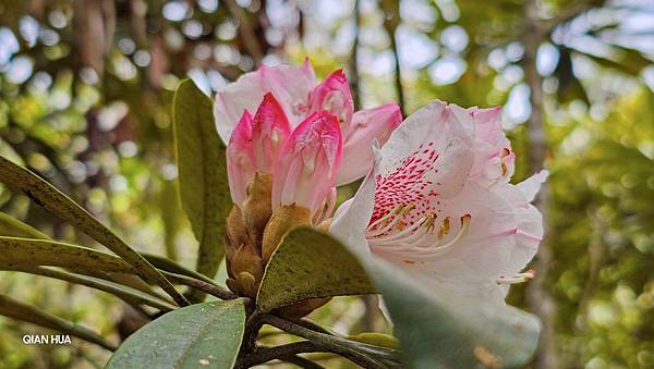 【水社大山】北陵線登山口，白石土地公O繞，挑戰日月潭最高峰-