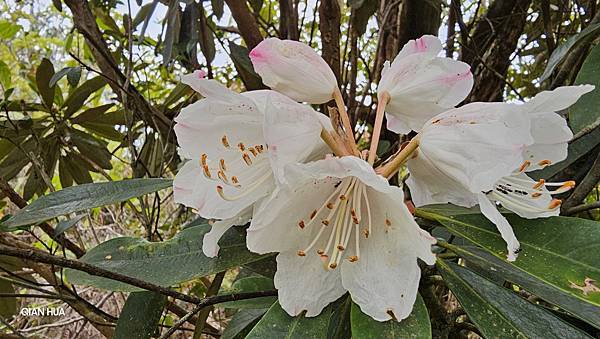 【水社大山】北陵線登山口，白石土地公O繞，挑戰日月潭最高峰-