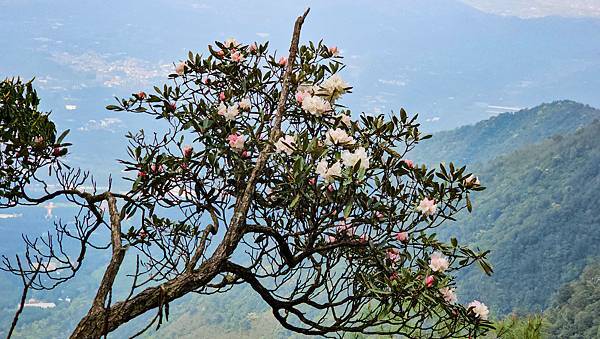 【水社大山】北陵線登山口，白石土地公O繞，挑戰日月潭最高峰-