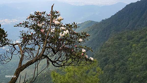 【水社大山】北陵線登山口，白石土地公O繞，挑戰日月潭最高峰-