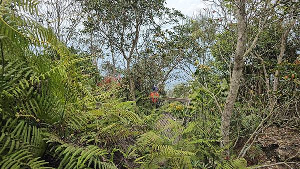 【水社大山】北陵線登山口，白石土地公O繞，挑戰日月潭最高峰-